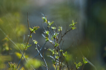 Delicate green branches with fresh leaves illuminated by soft sunlight, showcasing the beauty of nature in a serene environment