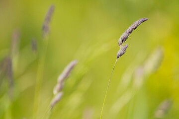 Delicate purple grass swaying gently in the breeze against a soft green background, capturing the essence of nature's tranquility