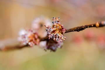 Delicate blossoms on a slender branch showcasing intricate details and vibrant colors in a natural setting, symbolizing spring's arrival and renewal