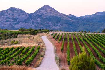 Agriculture vineyard panorama in Terra Alta Catalonia reflects landscape terrain where viticulture harvest strengthens regional wine culture through layered landforms