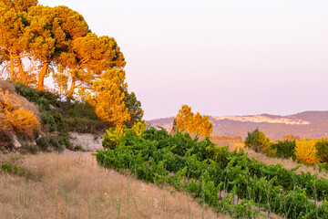 Landscape terrain panorama enhancing vineyard agriculture while viticulture harvest defines Terra Alta Catalonia and supports wine culture across broad rural landforms