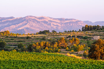 Panorama landscape agriculture vineyard terrain with viticulture harvest shaping Terra Alta Catalonia and elevating wine culture through expansive landforms and light