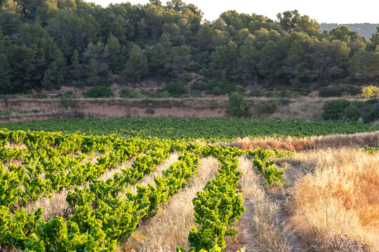 Panorama terrain landscape guiding vineyard agriculture with viticulture harvest in Terra Alta Catalonia expanding wine culture across wide atmospheric landforms