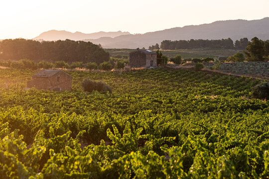 Landscape vineyard agriculture shaped by terrain panorama and viticulture harvest in Terra Alta Catalonia emphasizing wine culture within softly contoured landforms