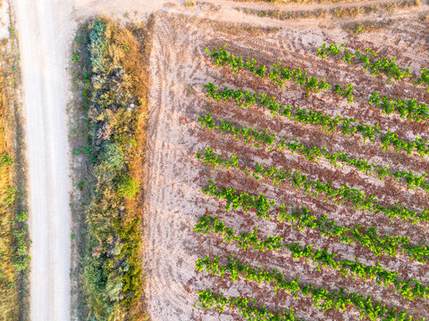 Terra Alta Catalonia panorama blends vineyard agriculture landscape terrain and viticulture harvest to highlight expressive wine culture over textured rural landforms