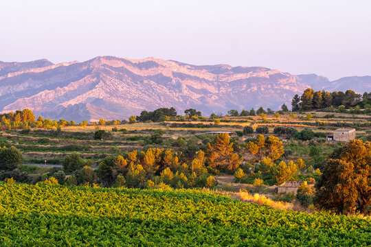Panorama landscape agriculture vineyard terrain with viticulture harvest shaping Terra Alta Catalonia and elevating wine culture through expansive landforms and light