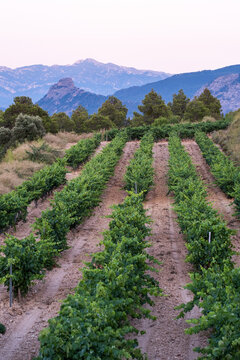Vineyard agriculture landscape terrain panorama viticulture harvest in Terra Alta Catalonia illustrating wine culture across seasonal views and evolving landforms