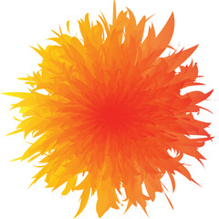 orange flower on white background