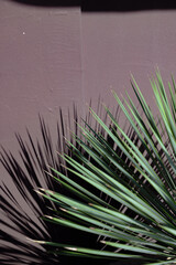 Obraz premium Decorative plant with long narrow leaves, close-up botanical detail.