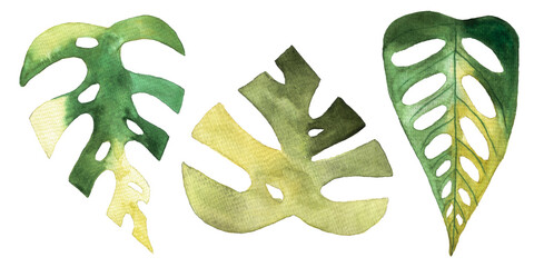 monstera and philodendron watercolor leaves hand drawn on white background © elenaseiryk