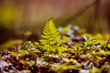 Green fern leaf stands out among lush foliage in a sunlit forest, showcasing nature's vibrant beauty and intricate details