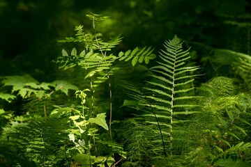 Lush green ferns and foliage illuminated by soft sunlight create a serene atmosphere in a tranquil forest setting