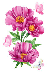 Pink peonies with butterflies in bright watercolor botanical illustration for elegant spring floral decor