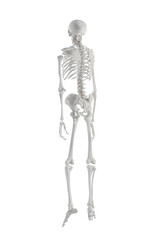 Artificial human skeleton model on white background