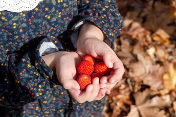 The berries strawberry tree (Arbutus unedo) in the hand close-up