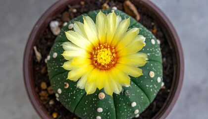 The image displays a star cactus in bloom with a vibrant yellow flower in a brown