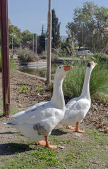 A large white gooses stands near a lake close-up