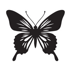 butterfly on white background