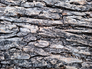 This is a close-up, detailed photograph of the bark of a tree. The image captures the rough, deeply textured surface of the wood, emphasizing its age and structure.