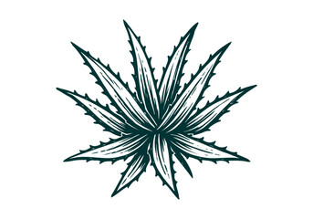 Aloe Vera hand drawn simple sketch vector illustration