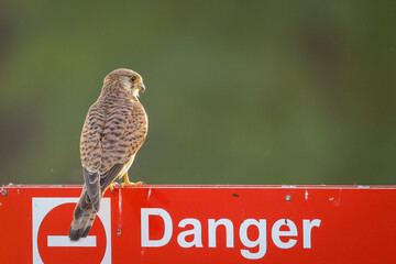 Faucon cr&eacute;cerelle pos&eacute; sur un panneau "Danger"
