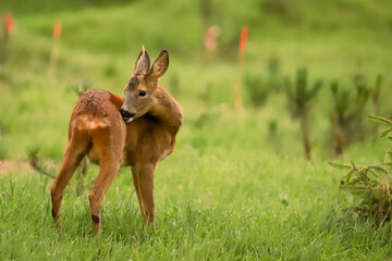 Chevreuil dans la for&ecirc;t