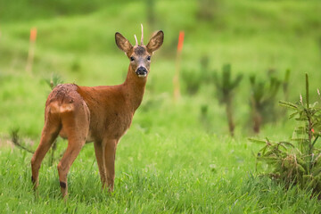 Chevreuil dans la for&ecirc;t