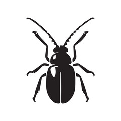 black beetle isolated on white background