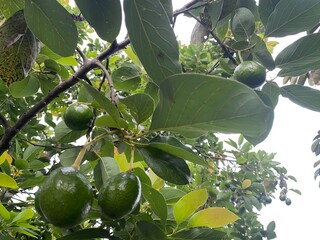 green apples on tree