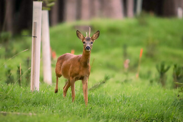 Chevreuil dans la for&ecirc;t