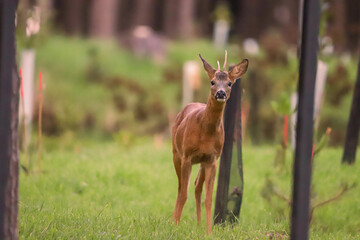 Chevreuil dans la forêt
