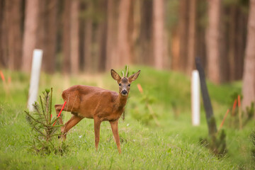 Chevreuil dans la for&ecirc;t