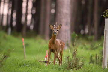Chevreuil dans la for&ecirc;t