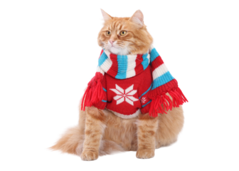 PNG studio portrait of a fluffy ginger cat in a red winter sweater and striped scarf on white background with copy space, cozy festive winter concept, perfect for holiday ads, cards, blogs.