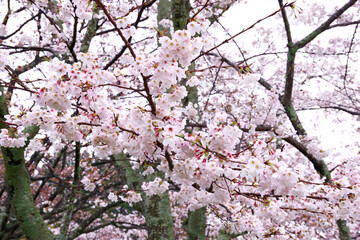 富士市の大石寺の桜