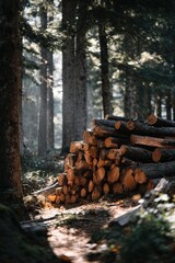 Large Pile of Wood Logs in Forest with Sunbeams: Timber Harvesting and Foresty.