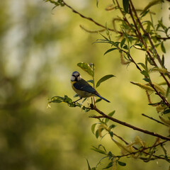 Mésange bleue dans un arbre