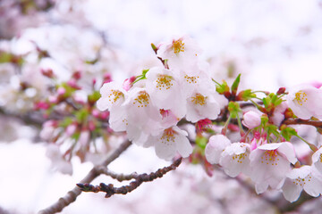 富士市の大石寺の桜