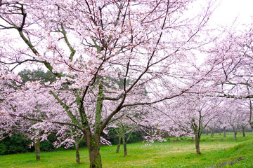 富士市の大石寺の桜