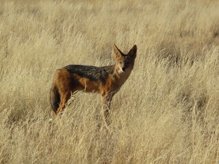 Black-backed jackal standing in tall golden grass in Namibia’s arid savanna under warm evening...
