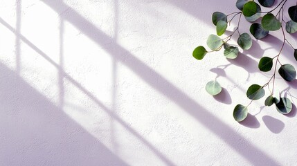 Eucalyptus branches with round leaves are placed on a textured white surface, with diagonal shadows from window blinds creating a pattern.