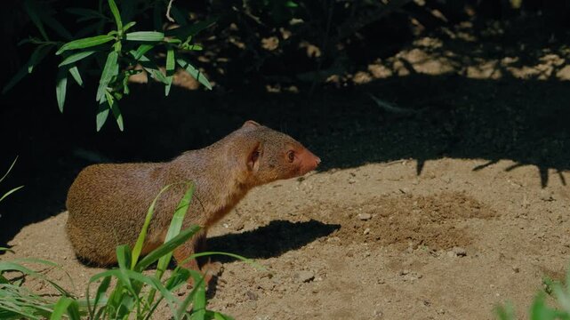 Close-up shot of a dwarf mongoose scanning the bushes under sunlight