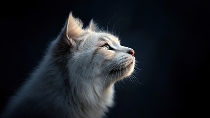 White cat profile, sunlit, dark background