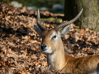 Red Lechwe, Kobus leche