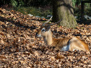 Red Lechwe, Kobus leche