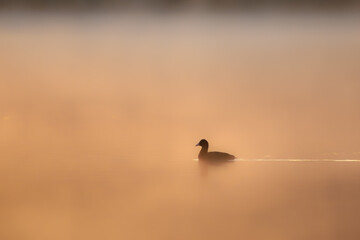 Silhouette de foulque macroule au lever du soleil