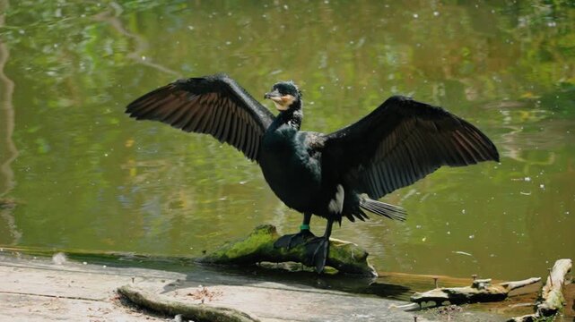 The great cormorant flapped its wings on a branch by the water and scanned the surroundings
