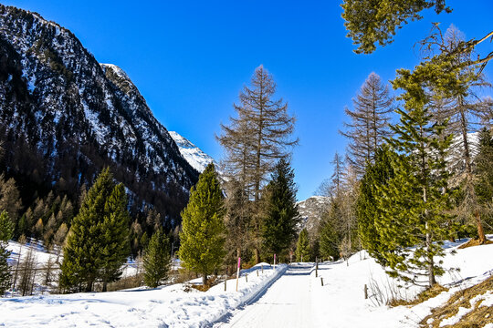 Bever, Val Bever, Winterwanderweg, Winterlandschaft, Wintersport, Wald, Oberengadin, Beverin, Fluss, Langlauf, Langlaufloipe, Alpen, Winter, Graub&uuml;nden, Schweiz