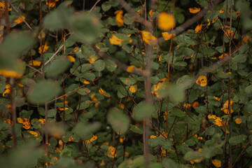 Lush green foliage with vibrant yellow leaves creating a rich natural background scene