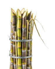 Bundle of Whole Uncut Sugar Cane Stalks Isolated Cutout Transparent PNG